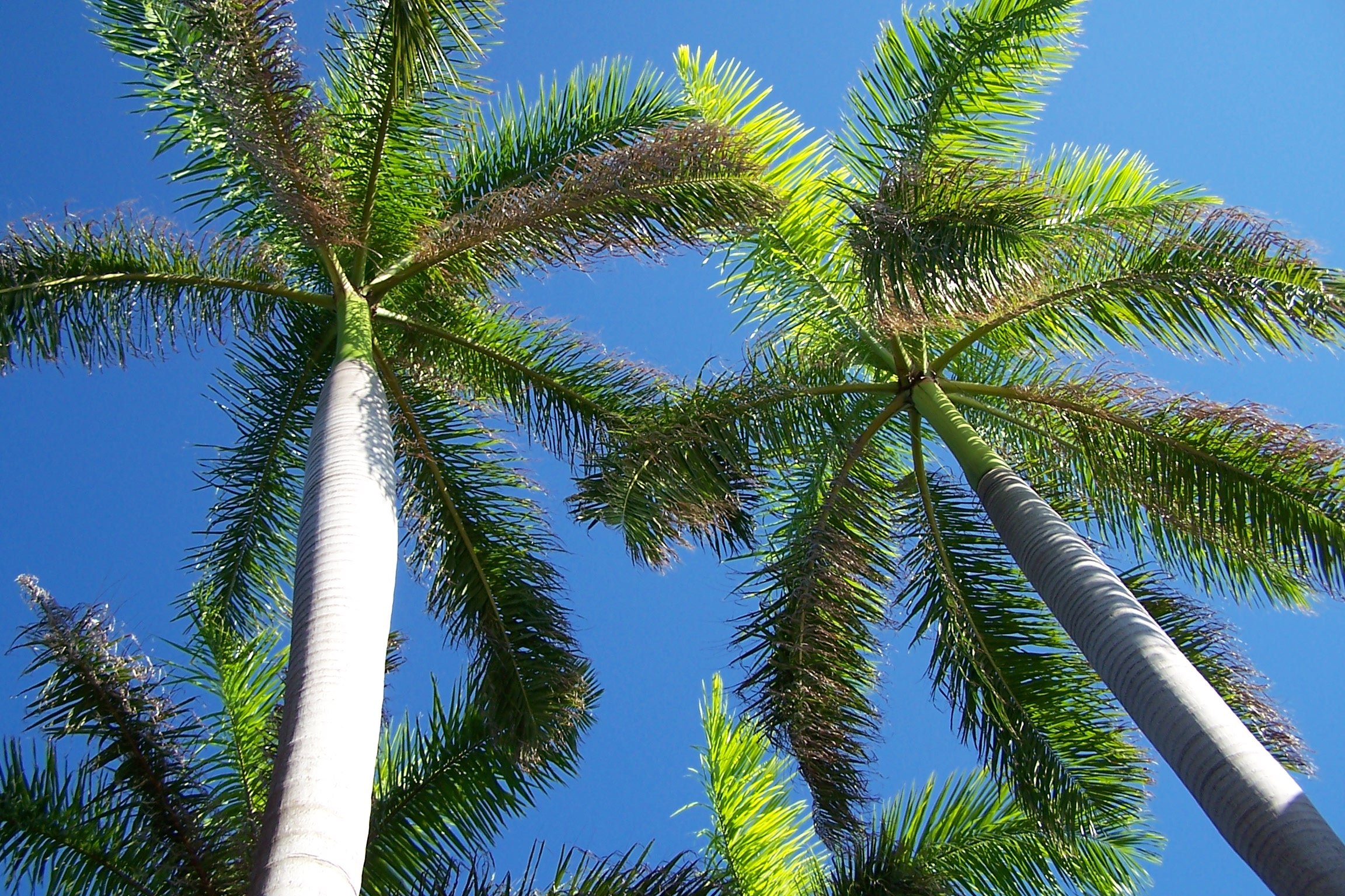Auf Cayo Largo finden sich viele wunderschöne Palmen